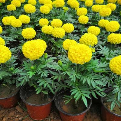 山東萬壽菊種植基地 優(yōu)質(zhì)杯苗批發(fā)與盆苗供貨一站式服務(wù)
